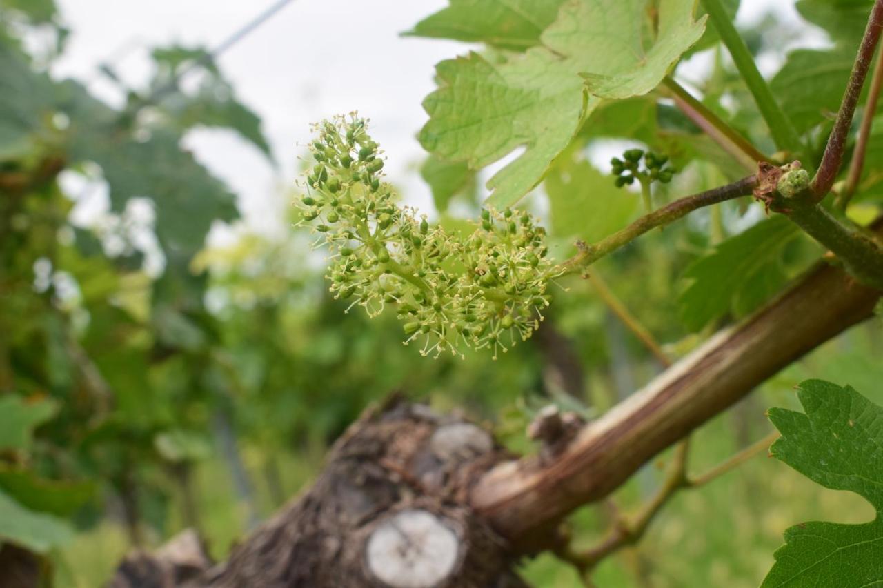 Ferienhaus & Weingut Am Steingebiss Billigheim-Ingenheim Dış mekan fotoğraf