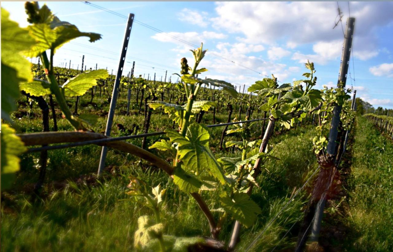 Ferienhaus & Weingut Am Steingebiss Billigheim-Ingenheim Dış mekan fotoğraf
